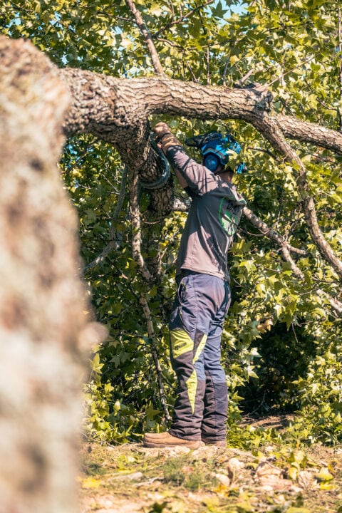 Tree Removal